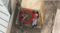 Shocking moment boys, 7 & 9, are shot at by cops as they refuse to drop GUN in horror standoff in New Mexico