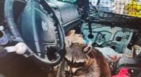 Shocking moment raccoon with METH PIPE in its mouth is found in car during drug bust traffic stop