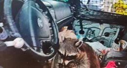Shocking moment raccoon with METH PIPE in its mouth is found in car during drug bust traffic stop