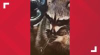 'Strange encounter on patrol': Woman arrested during Springfield Township traffic stop after police allegedly find raccoon in vehicle with a meth pipe