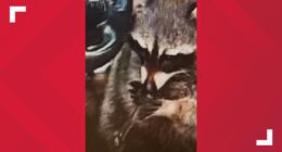 'Strange encounter on patrol': Woman arrested during Springfield Township traffic stop after police allegedly find raccoon in vehicle with a meth pipe