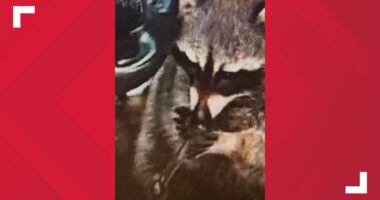 'Strange encounter on patrol': Woman arrested during Springfield Township traffic stop after police allegedly find raccoon in vehicle with a meth pipe