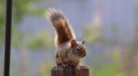 The Great Santa Monica Squirrel Caper - Pesky Rodents Taking Over City Park