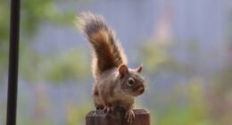 The Great Santa Monica Squirrel Caper - Pesky Rodents Taking Over City Park