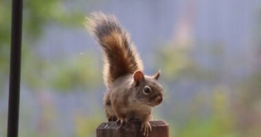 The Great Santa Monica Squirrel Caper - Pesky Rodents Taking Over City Park