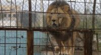 This is Weird: Lions, Tigers, and... Drugs? Oh My!