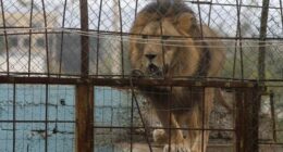 This is Weird: Lions, Tigers, and... Drugs? Oh My!