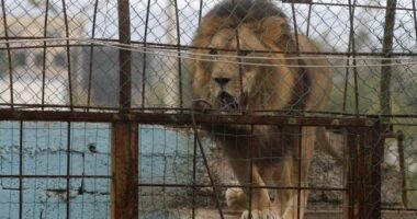 This is Weird: Lions, Tigers, and... Drugs? Oh My!