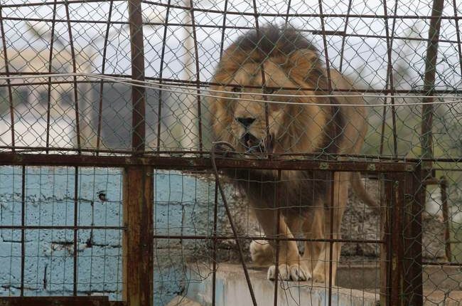 This is Weird: Lions, Tigers, and... Drugs? Oh My!
