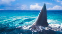 This massive Florida shark was nicknamed ‘Old Hitler.’ Here’s the weird reason why