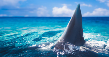 This massive Florida shark was nicknamed ‘Old Hitler.’ Here’s the weird reason why