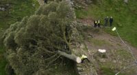 Two men are found GUILTY of chopping down beloved Sycamore Gap tree during 'moronic mission' which they filmed on mobile phone