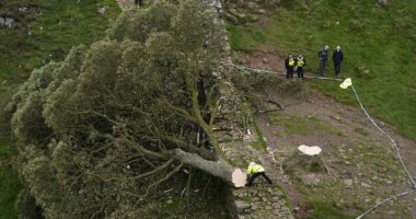 Two men are found GUILTY of chopping down beloved Sycamore Gap tree during 'moronic mission' which they filmed on mobile phone