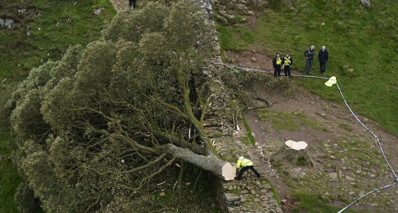 Two men are found GUILTY of chopping down beloved Sycamore Gap tree during 'moronic mission' which they filmed on mobile phone