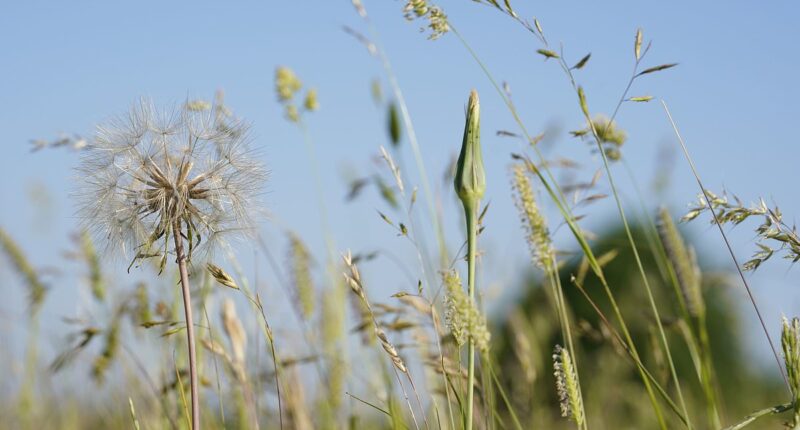 Urgent warning over popular hay fever remedy that's causing patients to go BLIND