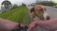 WATCH: Ohio state trooper saves dog from I-77 in Canton