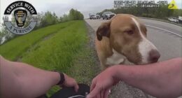 WATCH: Ohio state trooper saves dog from I-77 in Canton