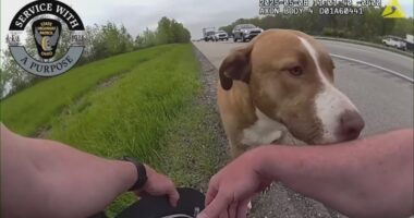 WATCH: Ohio state trooper saves dog from I-77 in Canton