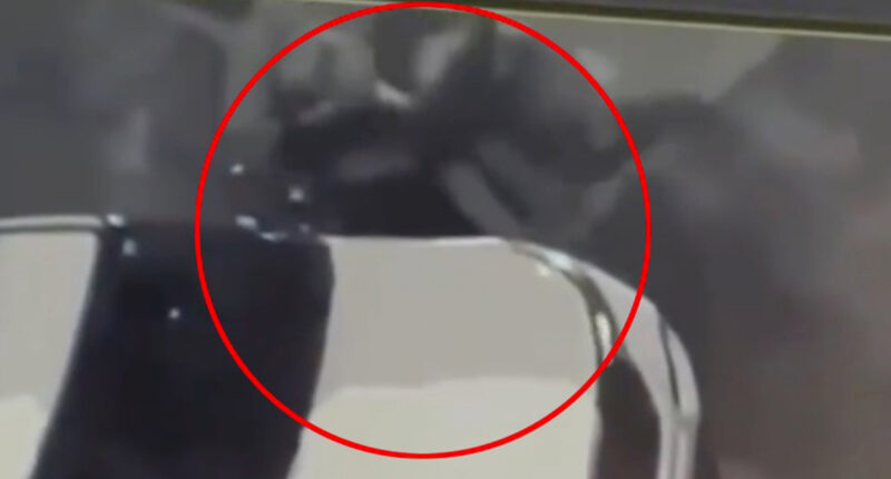 Watch as female Secret Service officers are caught fighting outside Obama’s home as one says she’ll ‘whoop girl’s a**’