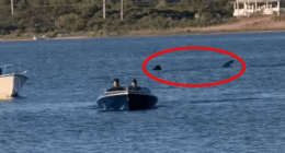 Watch nailbiting moment enormous 20ft shark stalks human prey in terrifying Jaws-like scene…before boat makes hasty exit