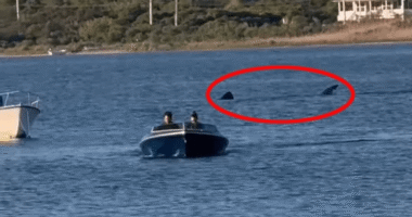 Watch nailbiting moment enormous 20ft shark stalks human prey in terrifying Jaws-like scene…before boat makes hasty exit