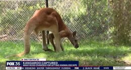 Young kangaroo hops around Florida town after brazen escape, owner charged