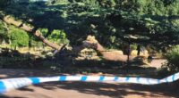 'I will never forget the screams': Horrific moment seven-year-old girl was as tree crashed down