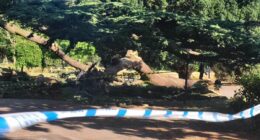'I will never forget the screams': Horrific moment seven-year-old girl was as tree crashed down