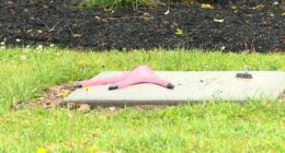 2 men plead guilty to stealing pink flamingo statue in Parma: Here's what the judge said