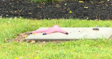 2 men plead guilty to stealing pink flamingo statue in Parma: Here's what the judge said