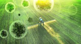 Agroterrorism Fungus Smuggling Threatens Food Security