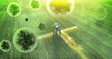 Agroterrorism Fungus Smuggling Threatens Food Security