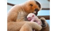 Akron Zoo celebrates birth of endangered white-cheeked gibbon