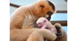 Akron Zoo celebrates birth of endangered white-cheeked gibbon