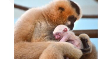Akron Zoo celebrates birth of endangered white-cheeked gibbon