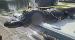 Alligator attacks 20 kayakers leaving woman’s arm SEVERED – one man fought beast by sticking fingers in its eyes