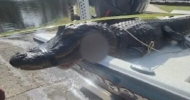 Alligator attacks 20 kayakers leaving woman’s arm SEVERED – one man fought beast by sticking fingers in its eyes