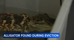 Alligator, husky dog left in Philadelphia, Pennsylvania home during eviction process