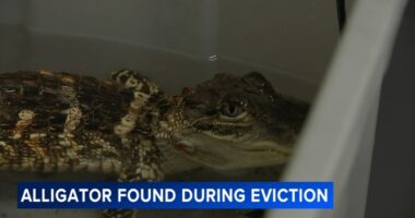 Alligator, husky dog left in Philadelphia, Pennsylvania home during eviction process