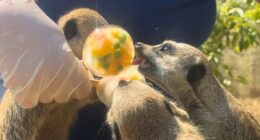 An ice lolly fur this heat! Zoo animals cool off with a treat on Britain's hottest day of the year - after temperatures soared to scorching 32.2C