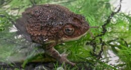 Bad Bunny video featuring Puerto Rican crested toad helps Brookfield Zoo Chicago's conservation efforts, officials tell ABC7
