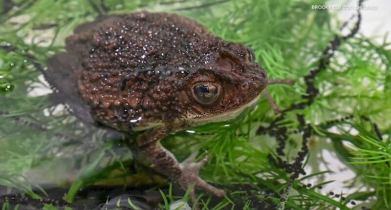 Bad Bunny video featuring Puerto Rican crested toad helps Brookfield Zoo Chicago's conservation efforts, officials tell ABC7