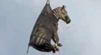 Bizarre moment ‘Ed the Zebra’ airlifted by HELICOPTER in a giant net after escaping owner & going on runaway rampage