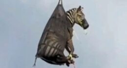 Bizarre moment ‘Ed the Zebra’ airlifted by HELICOPTER in a giant net after escaping owner & going on runaway rampage