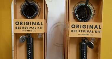 Business is buzzing for couple behind revival kits that rescue bees in need... while Wimbledon serves up an ace rival to strawberries with its very own honey
