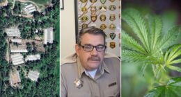 California sheriff warns of cartels amid accusations of overstepping authority in tribal land cannabis raids