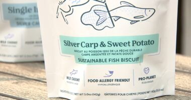 Chicago-based Asian carp dog treat helping save Great Lakes from invasive fish