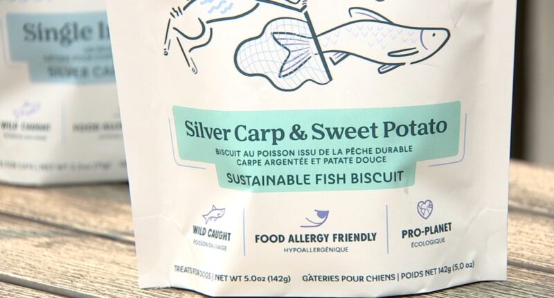 Chicago-based Asian carp dog treat helping save Great Lakes from invasive fish