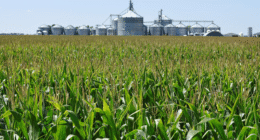 Chinese 'agroterrorism' could threaten US 'survival as a nation,' expert warns