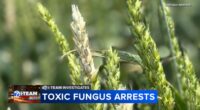 Chinese biological researchers charged with smuggling potential agroterrorism weapon to U.S., Illinois researcher weighs in